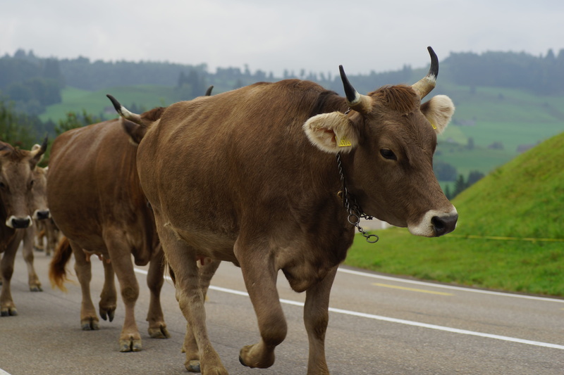 alp output, désalpe, focus on foreground, outdoors, animal, group of animals, standing, 5K, field, land, herbivorous, vertebrate, road, cattle, pets, no people