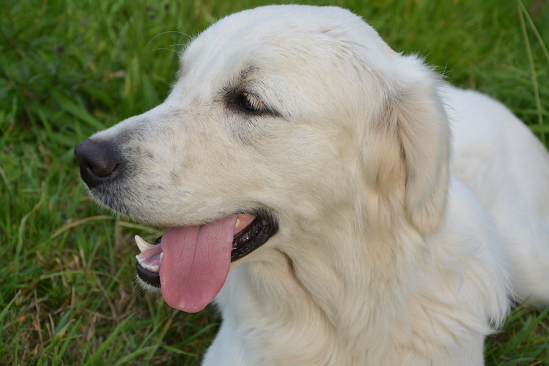 looking, profile view, one animal, no people, domestic animals, language of a dog, animal mouth, pets, domestic animal, animal head, animal, golden retriever