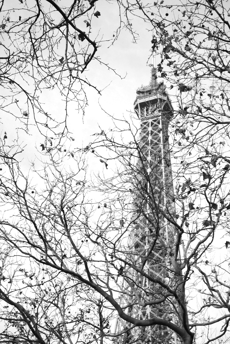tree, plant, street, eiffel tower, tower, stroll, building, paris, handsomely, outdoors, growth, no people, architecture, city, landscape, vacation, nature