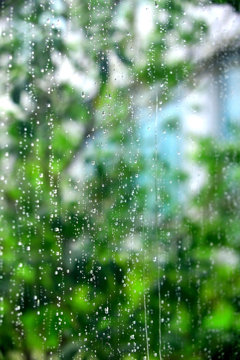 beauty in nature, growth, focus on foreground, tree, wet, outdoors, nature, window, day, raindrop, no people, green color, close-up, water, trickle, plant