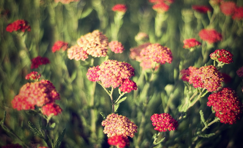 flowers, outdoors, focus on foreground, freshness, pink color, nature, Spring, spring flowers, inflorescence, fragility, flower head, plant, 1080P, vulnerability