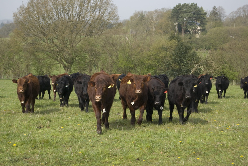 angus, outdoors, group of animals, animal themes, mammal, nature, vertebrate, animal, domestic, pets, black, herd, field, livestock, cattle, land, environment