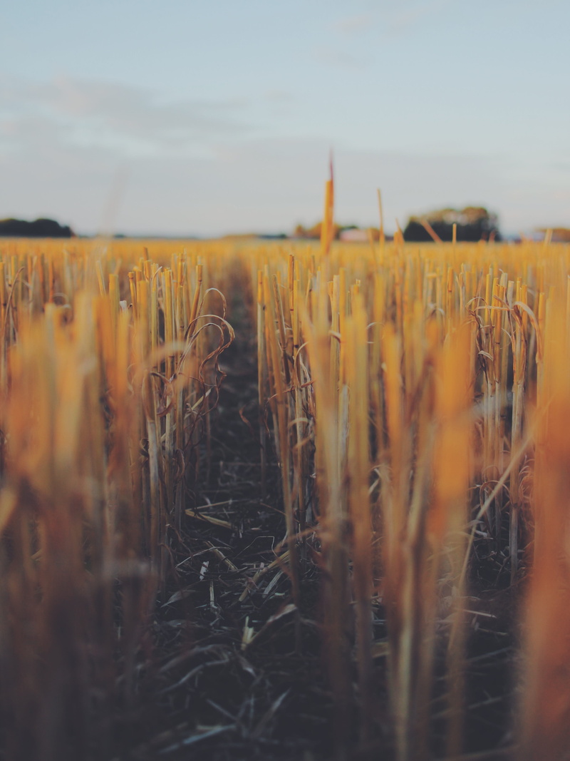 white, close-up, field, growth, outdoors, photography, agriculture, selective focus, tranquility, farm, cereal plant, plant, nature, stalk, daytime, grass