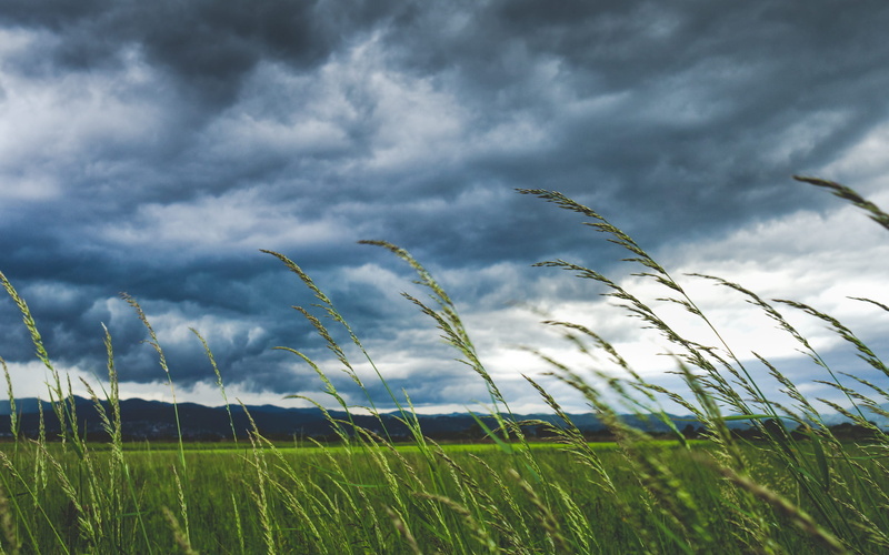 summer, cloudscape, grass, sky, tranquility, cloud - Sky, agriculture, wind, nature, outdoors, time, windy, cloudy, beauty In Nature, blowing, plant, 2K