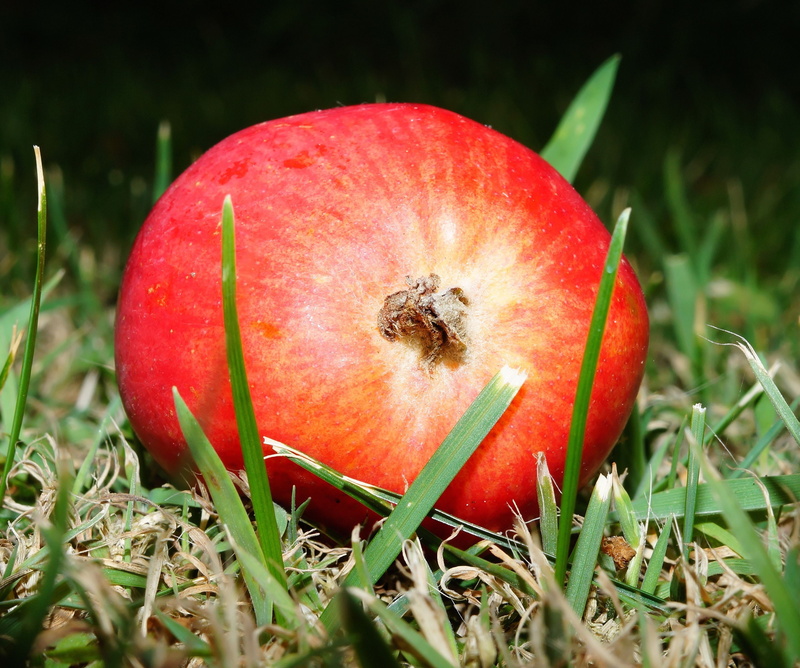 fruit, grass, food and drink, healthy, shallow, outdoors, plant, no people, green color, apple, sweet, land, photography, wellbeing, selective focus, vitamins