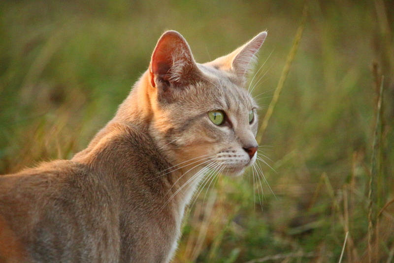 domestic animals, cat, kitten, animal, day, cute, animal body part, nature, animal themes, close-up, 5K, mieze, summer, photography, outdoors, pets, field