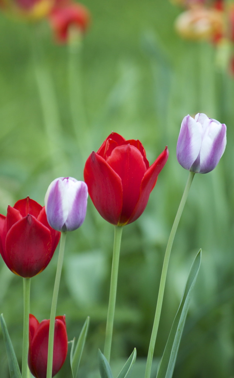 purple, shallow focus, photography, rich, shallow, red, summer, springtime, focus, canon, plant, nature, grass, flower, freshness, 1080P, tulip, spring