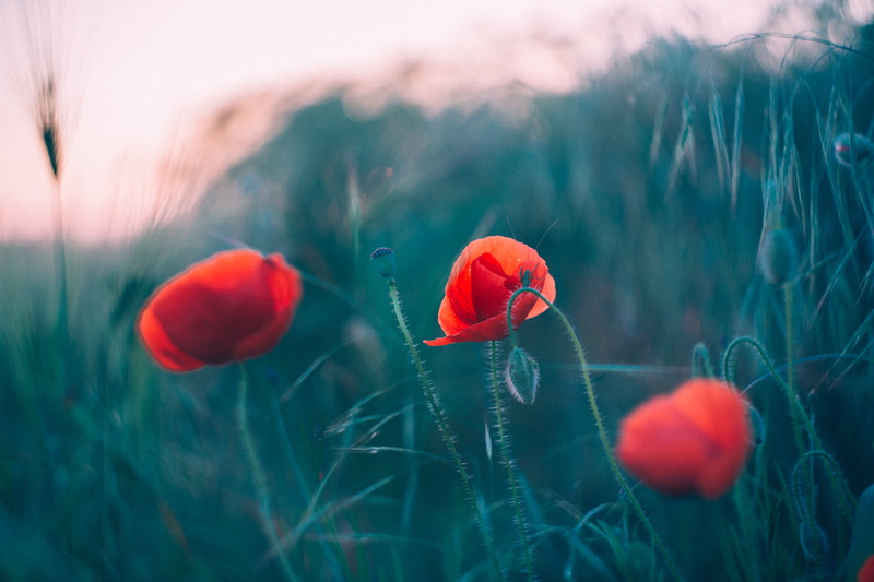 nature, field, summer, landscape, 5K, focus, photography, red, beauty In Nature, shallow focus, outdoors, grass, wildflower, meadow, Helios, flowers, shallow