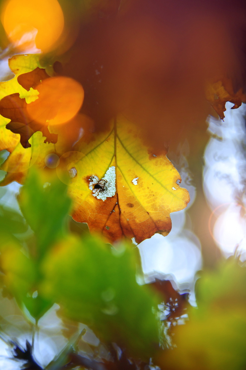 one animal, wood, plant, foliage, romantic, autumn, decoration, reference material, natural, animal wildlife, forest, mood, yellow, beauty in nature, brown