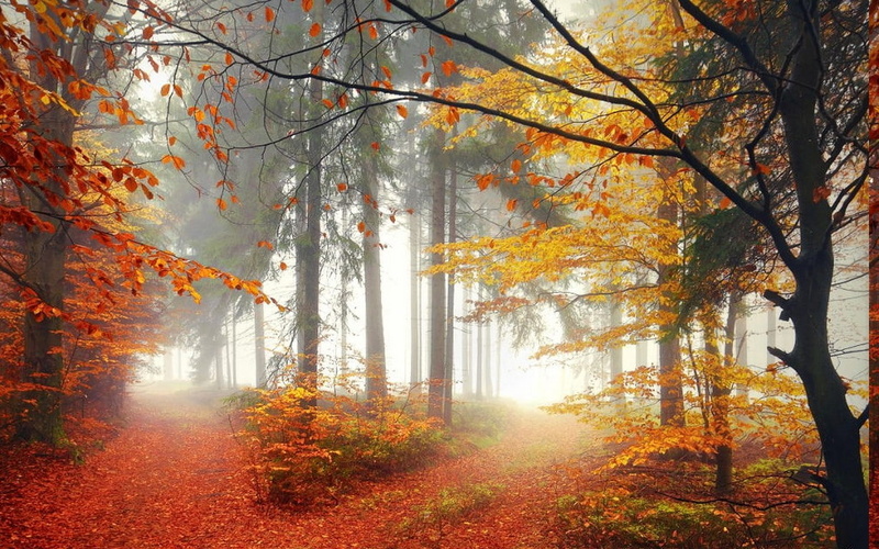 sun, autumn collection, trunk, plant, Trees, tranquility, path, streaming, plant part, nature, leaf, 480P, Morning, scenics - nature, change, mist, beauty in nature
