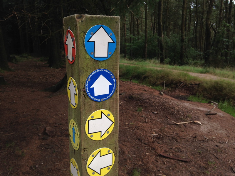 united kingdom, symbol, information, guidance, plant, road, arrow, 2K, directional sign, direction, path, sign, arrow symbol, nature, crossroads, guide