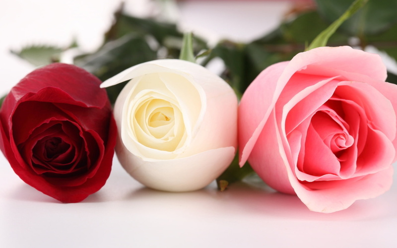 Rose, roses, Different, Three, Colors, 1080P