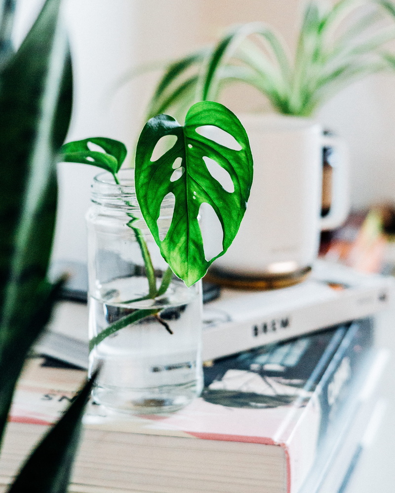 indoor, vase, selective focus, clear, focus on foreground, growth, plant part, 2K, no people, close-up, indoors, fragility, green, leafed, day, focus