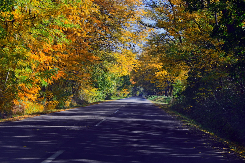 bar, road, green, change, trees, nature, plant, outdoors, color, symbol, cozy, long, autumn road, no people, plant part, scenics - nature, the way forward