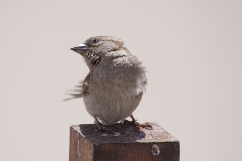 4K, animals in the wild, wood pile, close-up, one animal, pole, Cute, look up, close, perching, Nature, photo, pile of wood, vertebrate, looking away