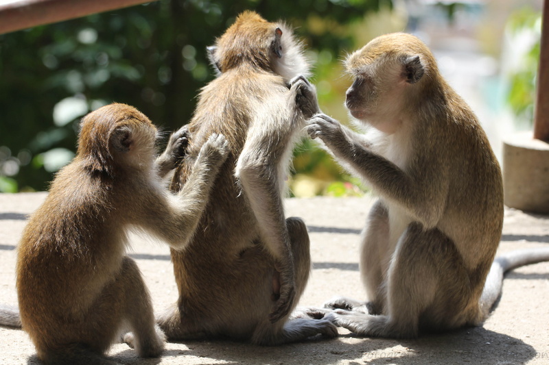 animal wildlife, animal, three, itches, sitting, no people, day, outdoors, monkey, group of animals, 3, focus on foreground, vertebrate, primate, young animal
