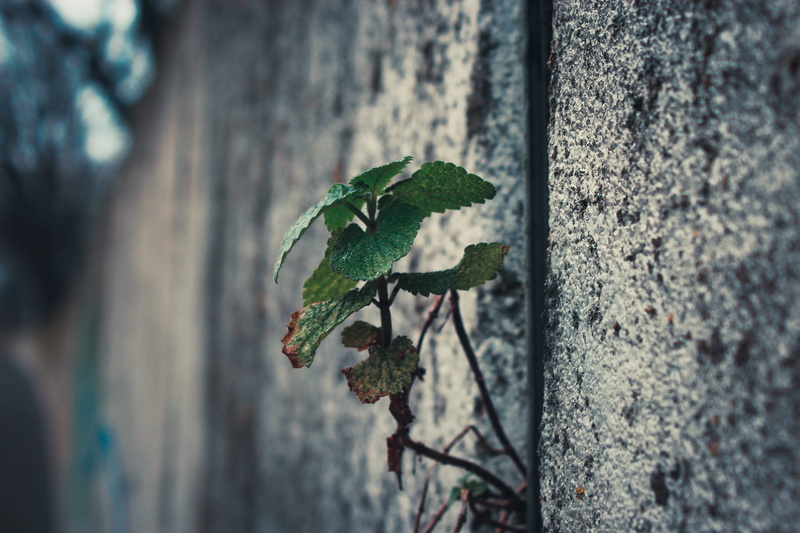 animals in the wild, 5K, day, outdoors, nature, green color, leafed, textured, focus on foreground, sticking, photo, growing, leaf, wall - building feature
