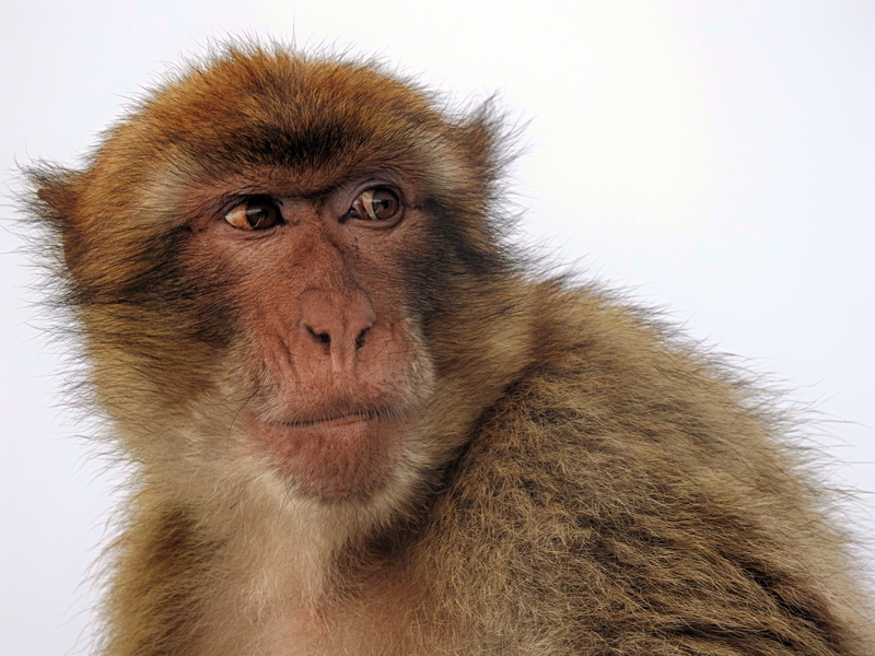 primate, Ape, one animal, animal wildlife, contemplation, vertebrate, mammal, portrait, photography, 4K, closeup, rock of gibraltar, close-up, animal body part