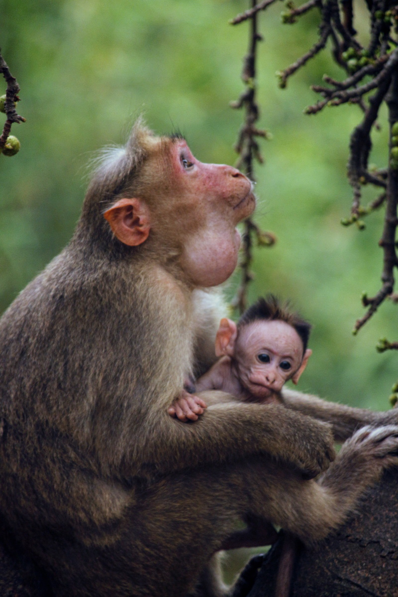 female, animals in the wild, focus, forest, primate, two animals, child, nature, tree, sitting, animal wildlife, jungle, little, animal, mammal, mom, baby
