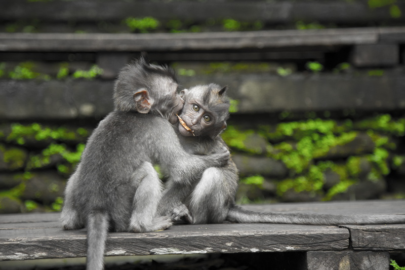 vertebrate, care, wooden, young animal, day, togetherness, monkey, 5K, railing, black, furry, sitting, mammal, looking, animal family, little, grey, primate
