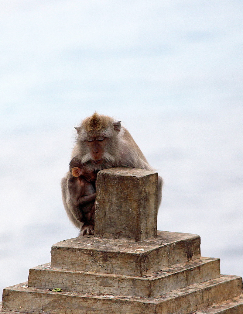 animal themes, love, faith, 2K, low angle view, wildlife, baby, togetherness, animals In The Wild, religion, Peace, vertebrate, asia, macaque, outdoors