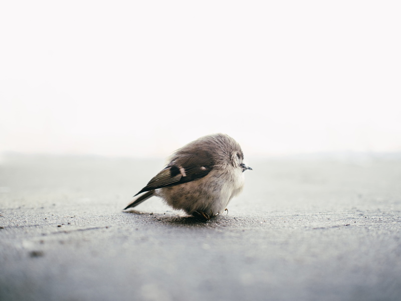 grey, close up, outdoors, day, sand, black bird, feather, one animal, close, gray, 4K, surface level, bird, white, full length, concrete, vertebrate, beak