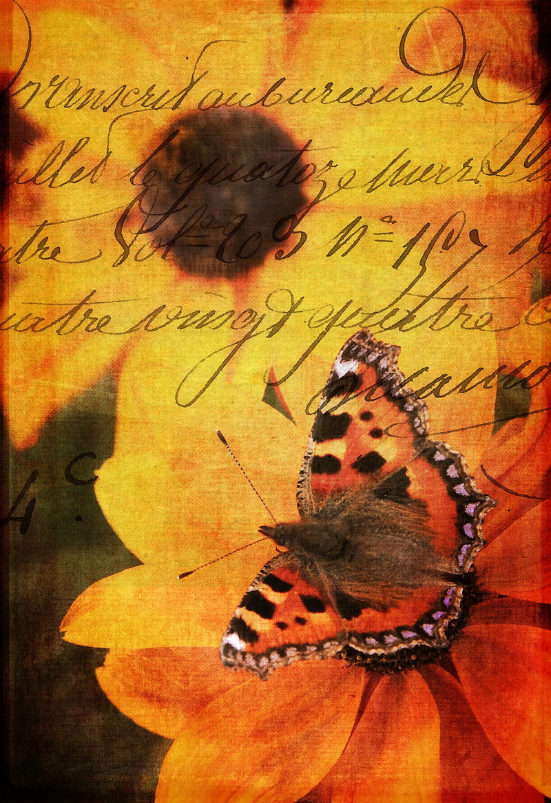 animal wildlife, fresh, color, handwriting, one animal, bright, shadow, bloom, high angle view, writing, flora, butterfly, garden, bouquet, flower, decoration