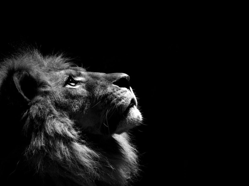 hd, abstract, black, x, 480P, background, grayscale, photography, lions, art
