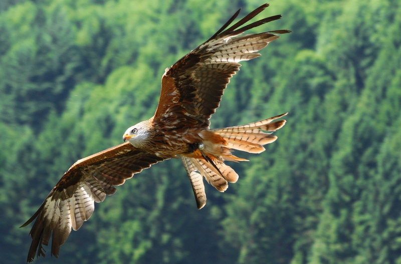 abstract, eagles, art, x, BIRDS, photography, hd, 720P