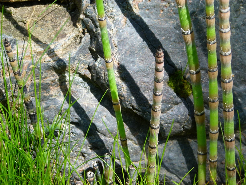herb, green color, no people, shoot, horsetail, tree, leaf, sunlight, beauty in nature, trunk, plant, land, plant part, rock, bamboo - plant, segmented