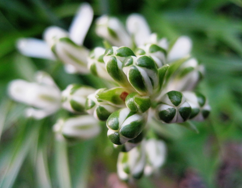 flowers, white, freshness, buds, day, green, agriculture, beauty in nature, selective focus, green color, vegetable, soft focus, food and drink, outdoors