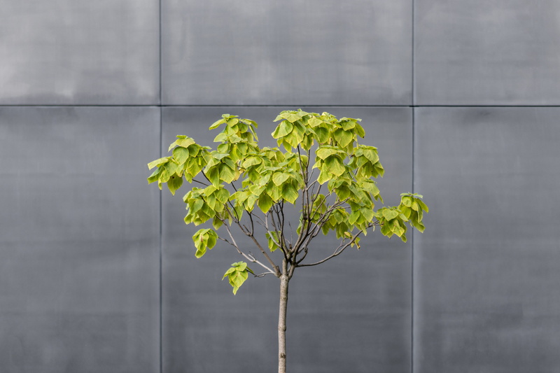 outdoors, geometric, plant, pattern, leafed, architecture, green Color, 5K, wall, urban, separated, tree, metal, no People, textured, close-up, green