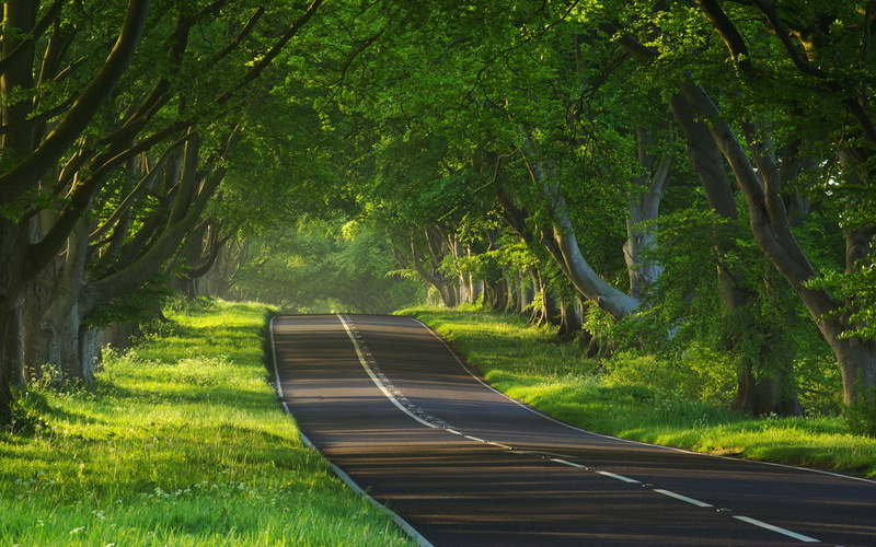 green color, direction, road, tranquil scene, trunk, tree, empty, tranquility, diminishing perspective, sides, no people, roads, 2K, growth, the way forward