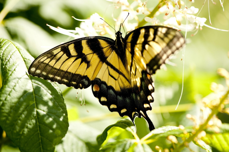 1080P, sunny day, dialogue, bright, black, white, butterfly, precious, brilliant, yellow, animals, flowers