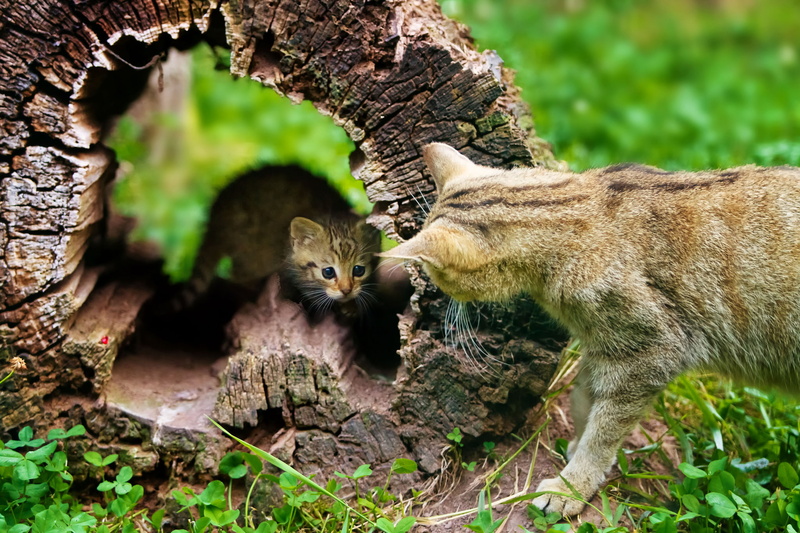 dry, 1080P, stump, kitty, cat, tree, dialogue
