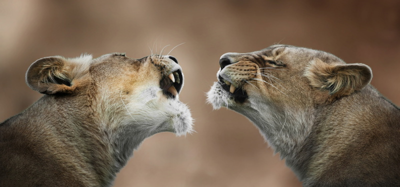 grin, lioness, 1080P, dialogue
