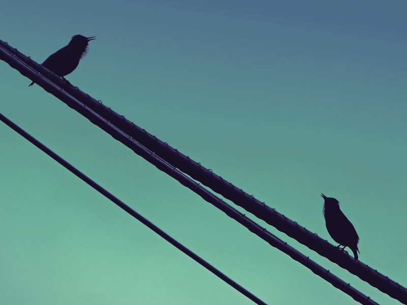 animals in the wild, low angle view, clear sky, animal wildlife, metal, animal themes, turquoise colored, birds, cable, black bird, wildlife, 2K, animal