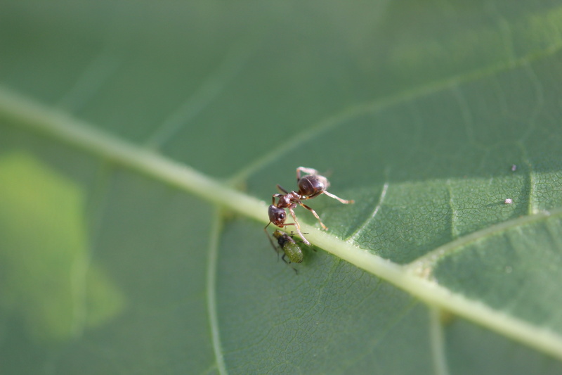 growth, invertebrate, day, no people, animal wildlife, animal themes, animals in the wild, Insects, selective focus, leaf, plant part, insect, green color