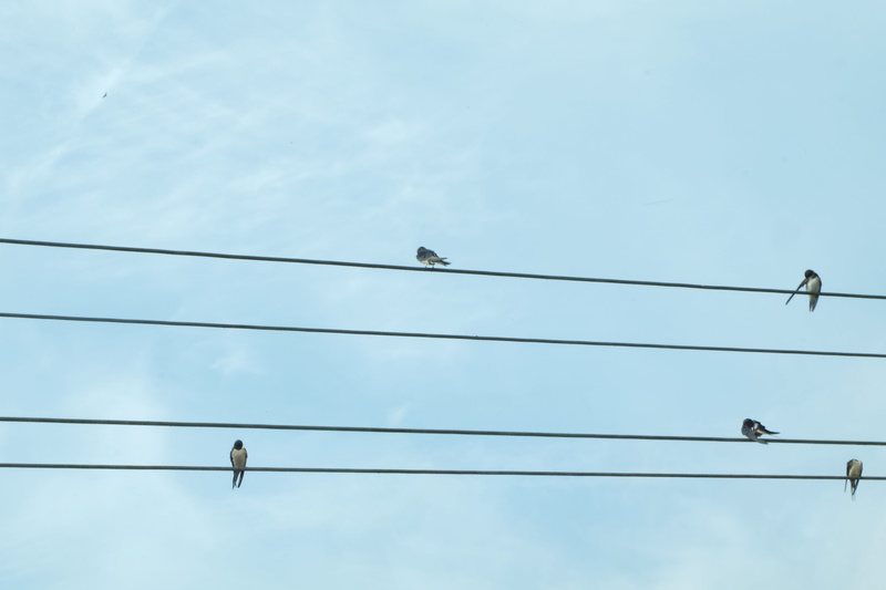 cable, twitter, group of animals, 4K, birds, electricity, cloud - sky, telephone line, outdoors, connection, low angle view, flock of birds, communication