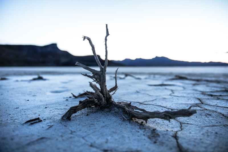 dirt, landscape, root, focus, close-up, land, plant, tree trunk, winter, surface level, drift, focus on foreground, bare tree, beauty in nature, sea, shot