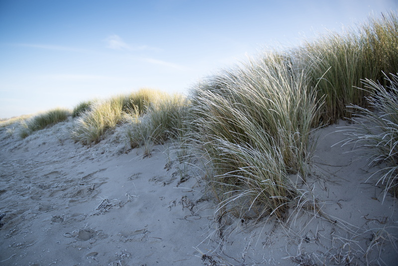 grass, holiday, sand Dune, sun, tranquility, environment, outdoors, wintry, day, cold - Temperature, Beach, cold temperature, scenics - nature, water, coast