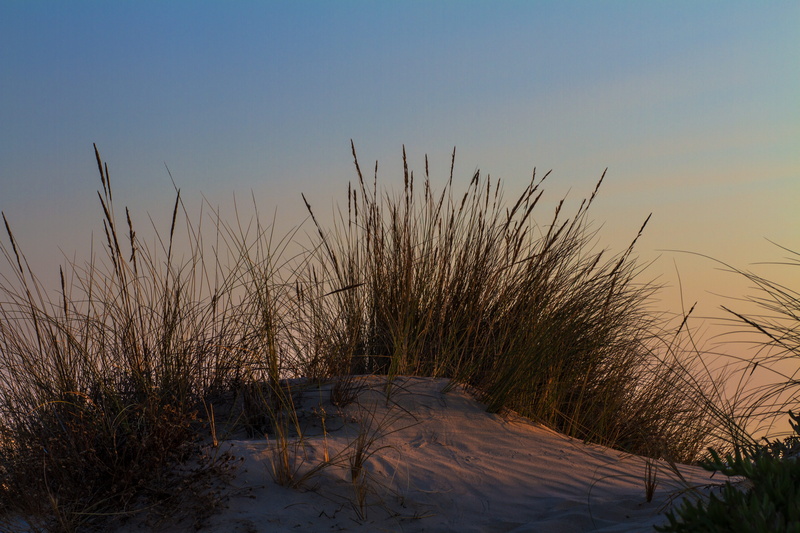 day, beach walk, loneliness, snow, sky, Dune, growth, scenics - nature, evening, clear sky, plant, no people, by the sea, beauty in nature, tranquil scene