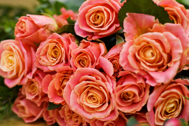 grown up, petal, lovely, sale, beauty, pink color, bunch of flowers, freshness, plant, love, focus on foreground, roses, flowering plant, fragility, happiness