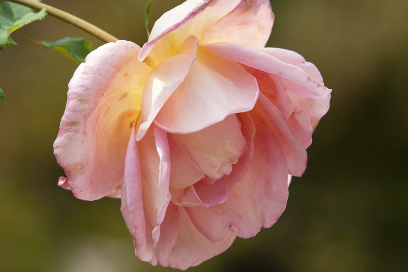 beauty in nature, plant, fragility, atmosphere, pink color, the nature of the, flower head, romance, day, petal, freshness, rose - flower, vulnerability