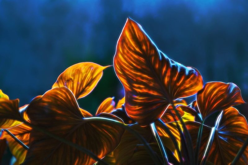 underwater, flower, growth, one animal, petal, focus on foreground, blue background, park - man made space, inflorescence, no people, autumn, composer