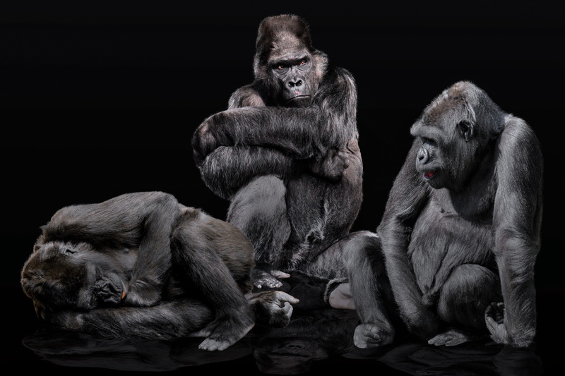 animal wildlife, family, animal family, togetherness, ape, 2K, girlfriends, gorilla, vertebrate, black, mammal, isolated, rest, gorilla family, gorillas