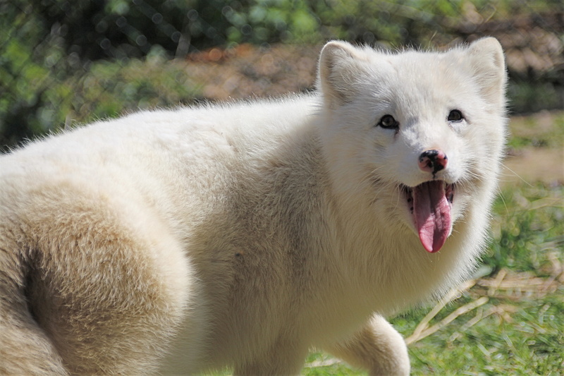 one animal, ice fox, looking at camera, white color, animals in the wild, no people, pets, whisker, arctic fox, 5K, mouth, domestic animals, snow fox