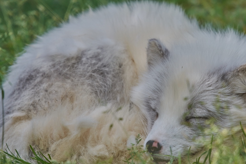whisker, canine, close-up, white color, nature, day, domestic animals, focus on foreground, arctic fox, animal, plant, animal body part, one animal, wild animal