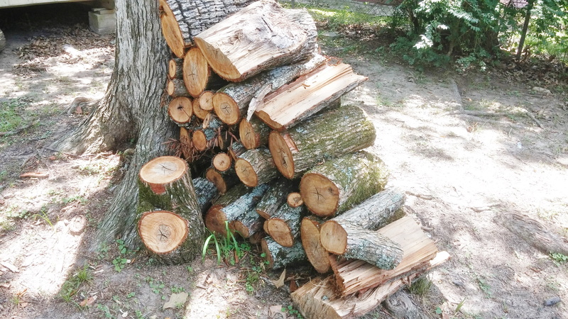 nature, day, no people, tree, fossil fuel, wood heap, stacked, woodpile, wood pile, wood, trunk, deforestation, chopped, land, forest, lumber industry