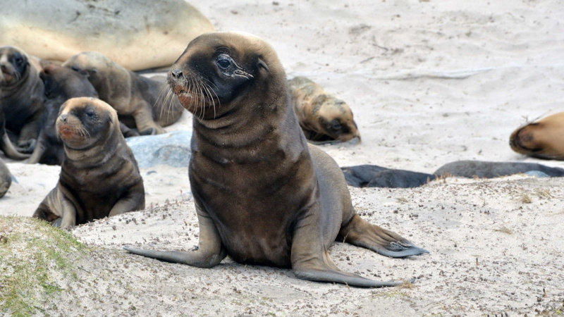 sleeping, pack, animal themes, coastline, walk, animal, lion - Feline, marine, argentina, animals in the wild, young Animal, sea, lion, animal wildlife
